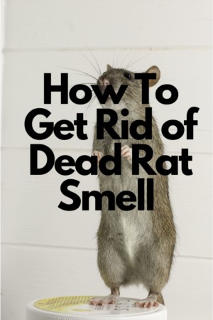 Dealing with the Unpleasant Odor of a Decomposing Rat: Signs and Solutions