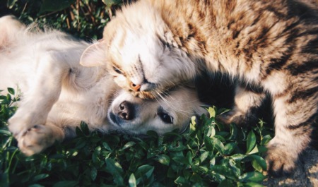 Tips For Selling A Home For Pet Owners