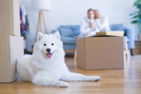 Tips to Making Your Move Easier on Your Pets