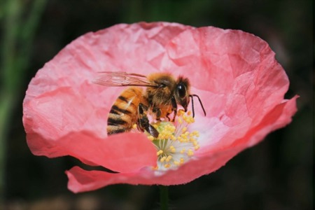 Bear Creek A’Buzz: Annual Honey Harvest and Pollinator Celebration Day