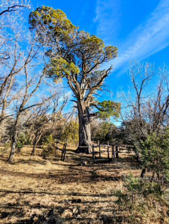 The Majestic Big Juniper Tree Near Ft. Bayard, NM: A National Treasure
