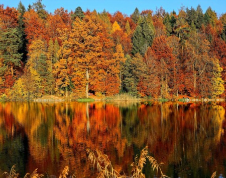 ???? 15+ Best Places To See Fall Leaves In Knoxville And East Tennessee ????