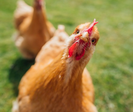 Backyard/Homestead Chickens: Weighing the Pros and Cons