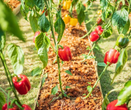 Cultivating Abundance: Best Plants for Maximizing Food Production on a Small Urban Plot