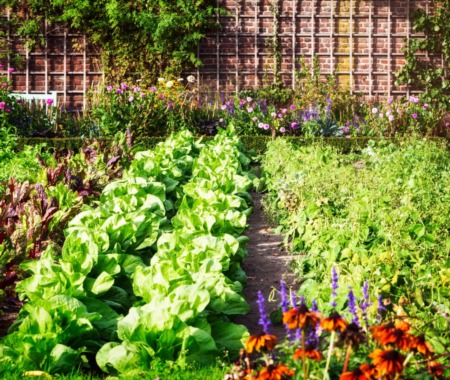 Maximizing Food Production on a Quarter Acre: A Guide to Self-Sustainability