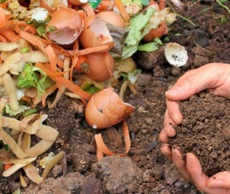 Composting: Transforming Waste into Black Gold