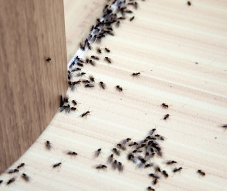 The Hidden Intruders: Ants - How to Eradicate and Prevent Infestations
