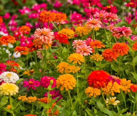 The Best Plants to Start Growing in July: A Thriving Summer Garden