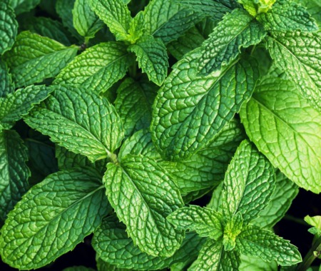 The Refreshing Twist: Why Mint Thrives in Containers, Not the Ground