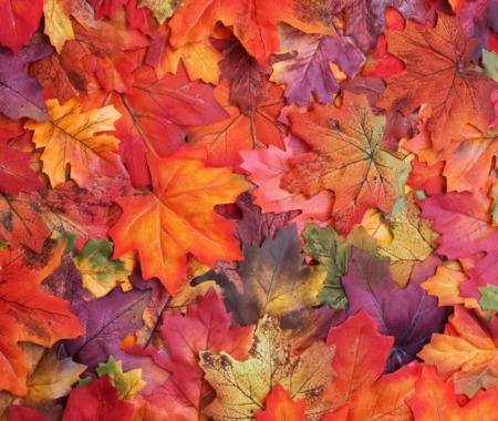 Embrace the Beauty of Fall: Popular Colors for Your Autumn Decor