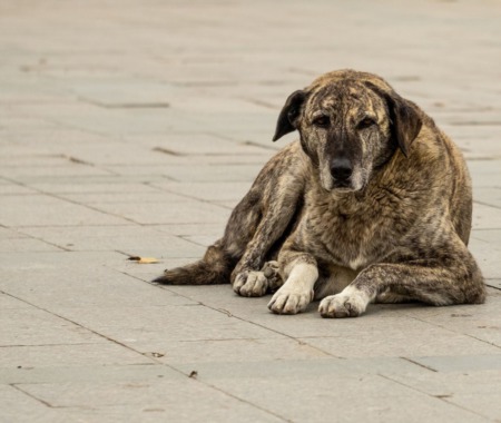 What to Do When You Find a Lost Animal: A Guide to Helping, Reuniting, or Adopting