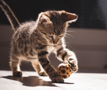 I Rescued a Cat, Now What? Cat Owner 101 Essentials You Need to Know