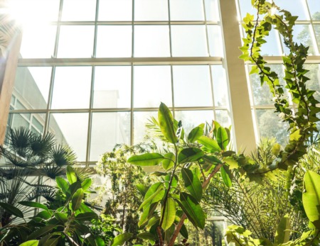 Embrace the Outdoors: Creating a Biophilic Home Aesthetic