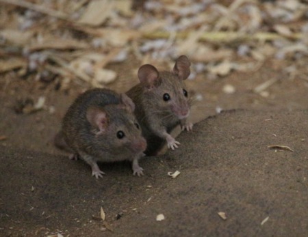 Spooky Solutions: Dealing with Unwanted Rodents in Your Home