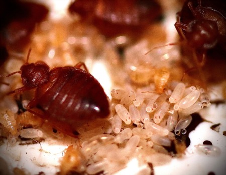 Spooky Solutions: Banishing Bedbugs for Good