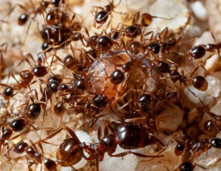 Spooky Solutions: Antagonizing Ants - Keeping Your Home Insect-Free