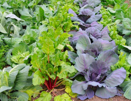Winter-Ready Gardens: Tips for Your Green Thumb