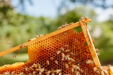 Texas Beekeeping Ag Exemption