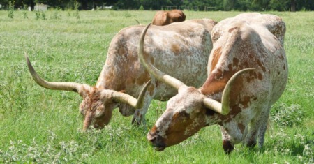 Landowner Rights with Trespassing Livestock