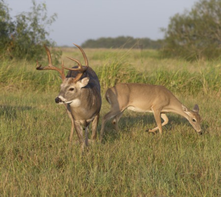 Overpopulation of Whitetail Deer in TX Hill Country
