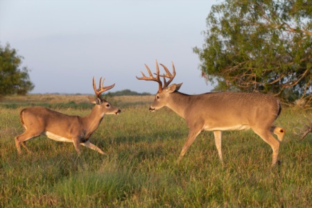Hunting and Managing Texas Whitetails