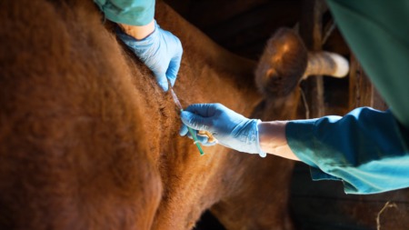 What to Know About Worming Texas Cattle