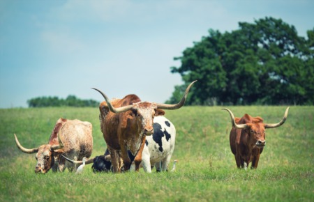 Maintaining Exemptions on Texas Land and Ranches | Longhorn Realty