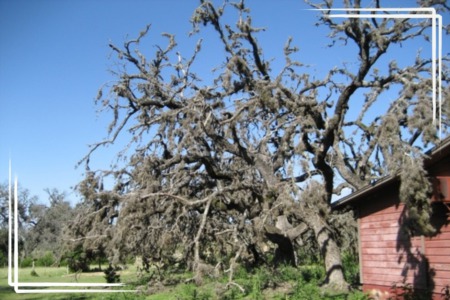 Buying a Ranch in Texas and What You Should Know About Oak Wilt