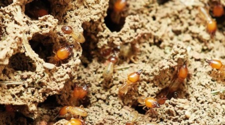 Frequently Asked Questions About Termites