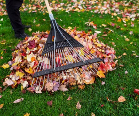 Best Way To Approach Fall Leaf Cleanup