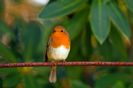 Spring Birds in Zion