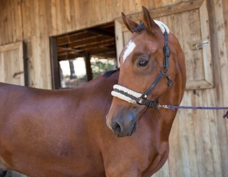 Explore Diamond Valley – Offering Horse Properties in St. George, UT