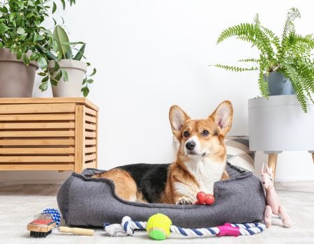 Finding a Pet Friendly Home in Palm Beach County