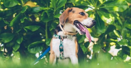 Keeping Pets Safe in the Summer