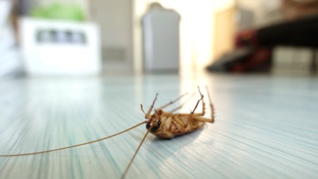 How to Handle Pest Infestations At Home