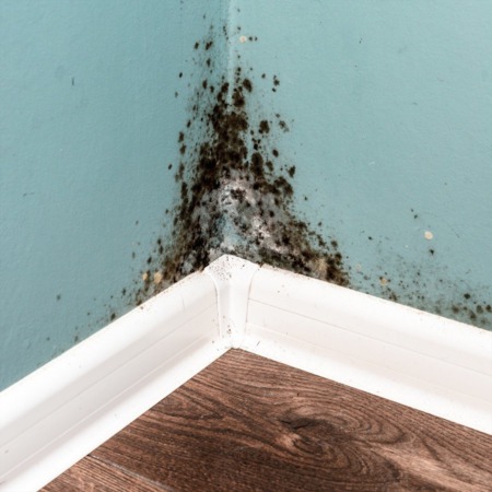 Identifying Mould Growth in Your Home
