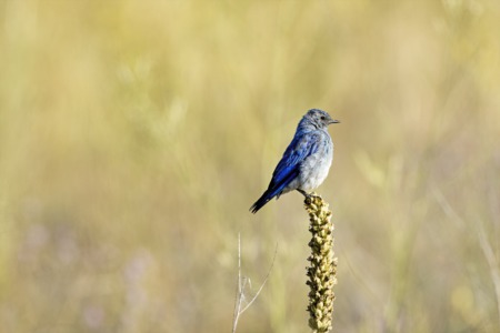 Birding in Southern Idaho