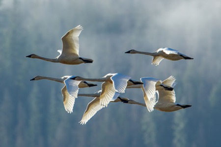 Southern Idaho Birding