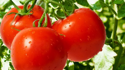 Preparing your Central Texas Tomato Garden
