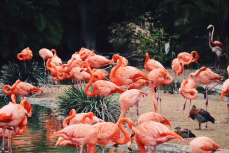See the Edmonton Zoo Get Lit Up December 3rd-26th