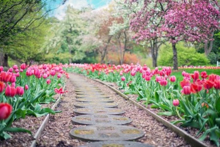 Where to Go in Madison if You're into Gardening