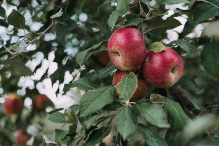 Apple Orchards to Visit Near Madison This Fall