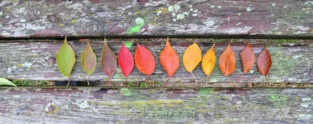 Top Spots Near Madison for Fall Colors
