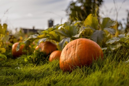 Where to Take the Family for Pumpkins This Fall