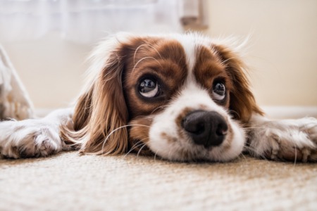 What to Look for When Buying a Madison Home As a Pet Owner