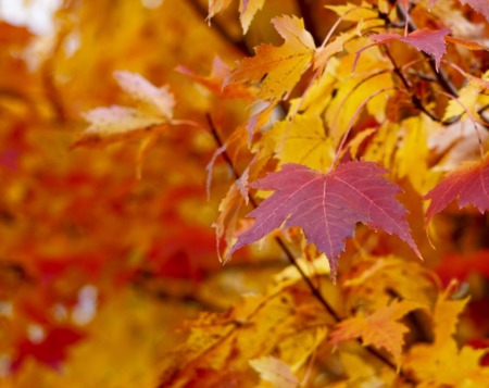 Top Fall Events Coming to Madison Soon