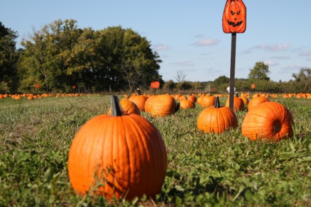 Top Madison Area Pumpkin Patches & Orchards for Fall 2019