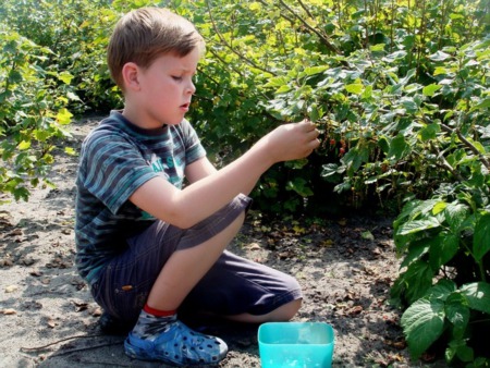 Where to Go Berry Picking Near Madison, WI
