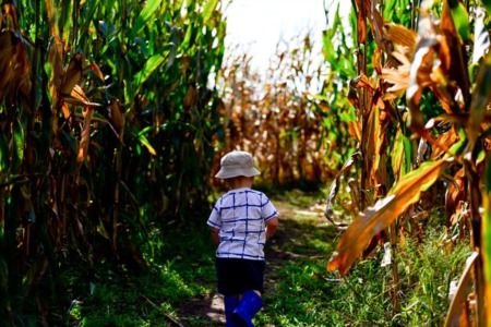 Top Farms, Orchards, & Pumpkin Patches in Madison for 2020
