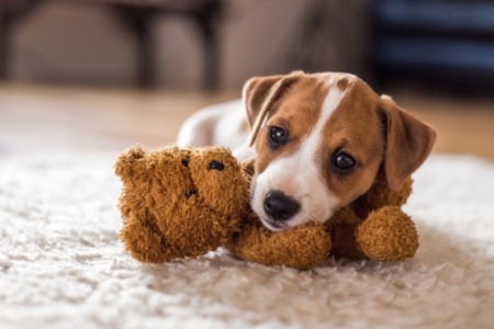 Tips for Selling a Home When You Own Pets